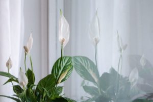 Spathiphyllum