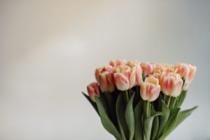 Tulipa